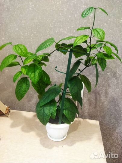 Клеродендрум