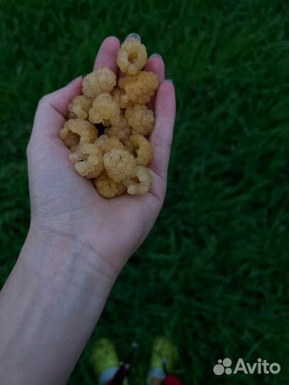 Ежевика, малина