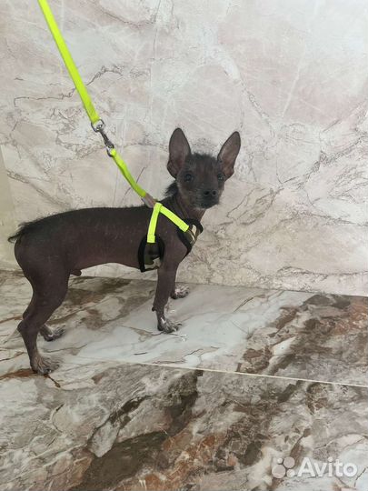 Китайская хохлатая