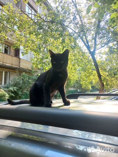 Котик молодой в добрые руки