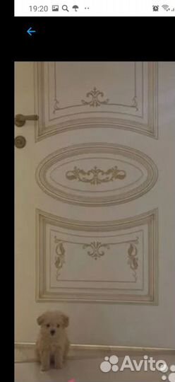 Мальтипу- пудели-мальтез микро мини карманные