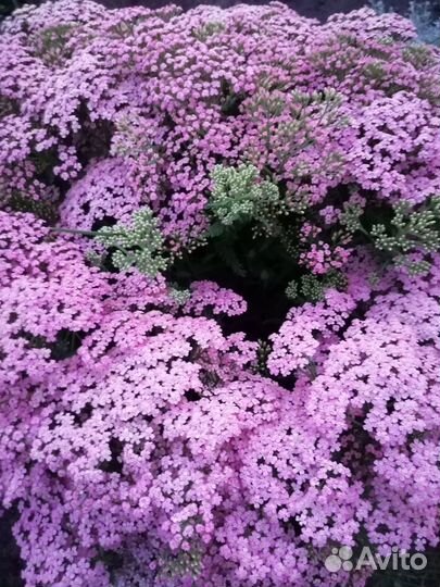 Растения для сада