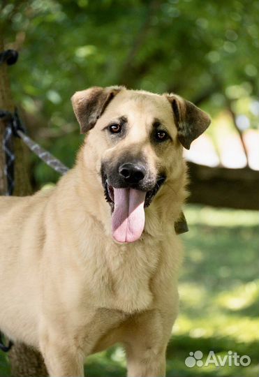 Дружелюбный пес Никас