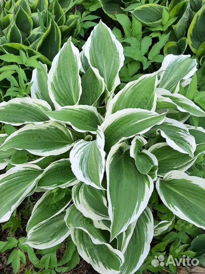 Хоста в ассортименте