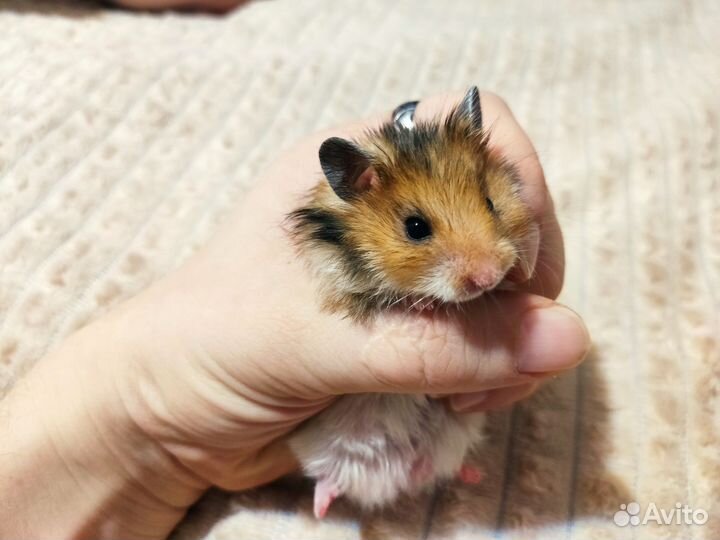 Сирийские хомячата