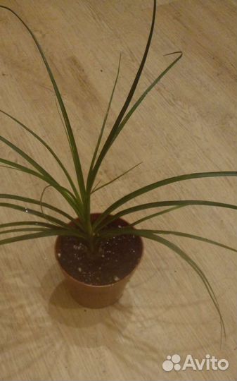 Бокарнея нолина