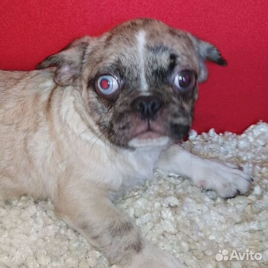 Мопс дизайнерский