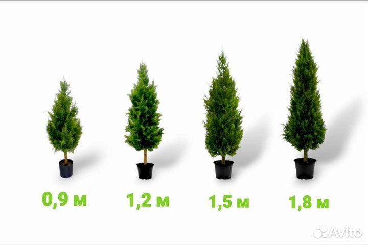 Искусственные туи можжевельник растение