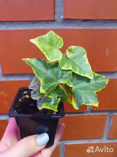 Плющ (хедера)