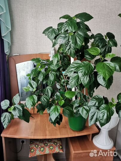 Гибискус или китайская роза