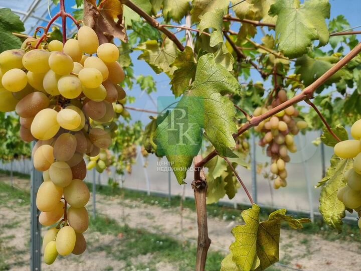 Теплицы с виноградником клубникой и др культурами