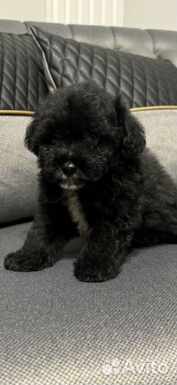 Щенки мальтипу f1 мини и стандарт