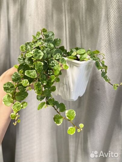 Комнатные цветы-фикус