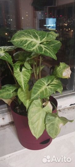 Комнатные цветы