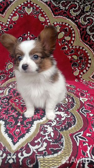 Щенки папийона