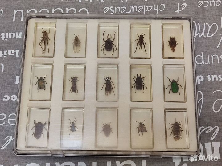 Коллекция насекомых в стекле
