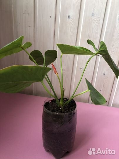 Антуриум (мужское счастье)