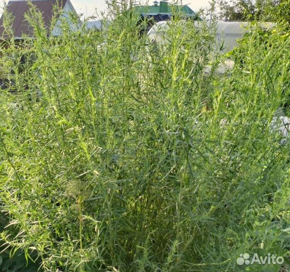 Эстрагон тархун