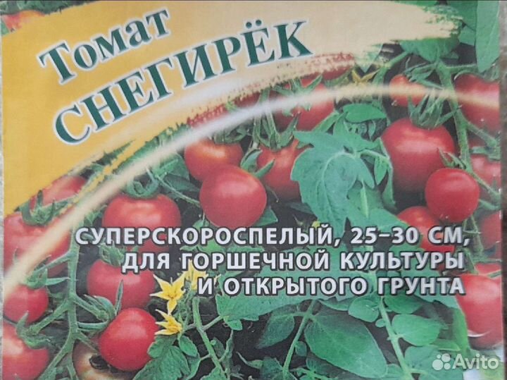 Томат снегирёк для балкона