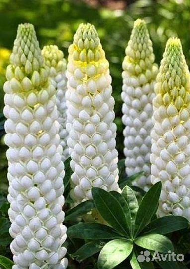 Люпины красноцветковые: саженцы и семена. Доставка