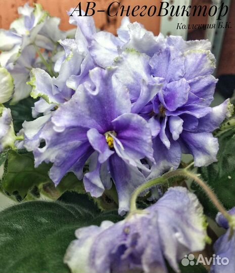 Цветущие фиалки