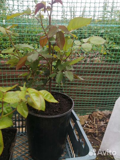 Роза (безымяшка)