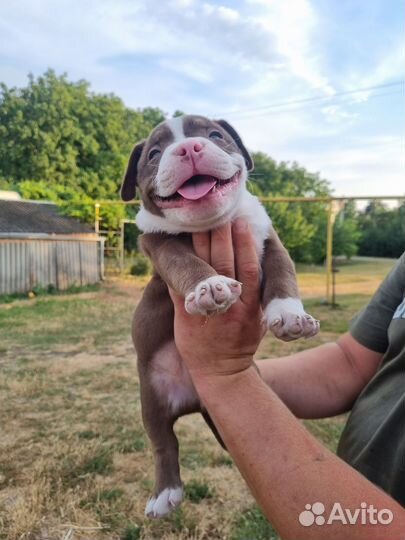 Американский булли тип покет