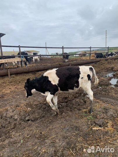 Телята бычки и телочки