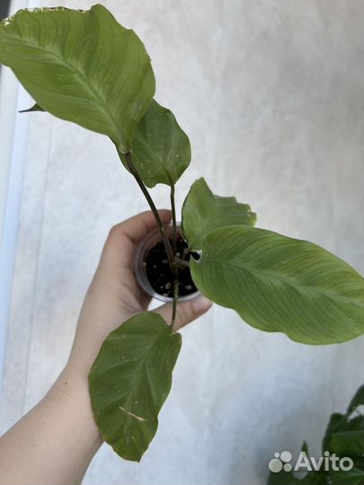 Калатея еллоу fusion