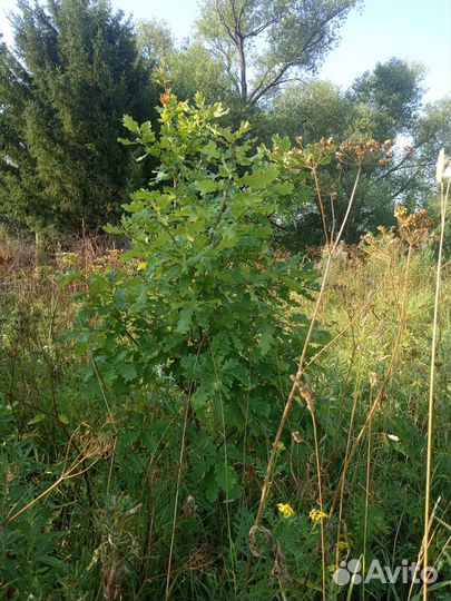 Дуб от1 года до 5 лет