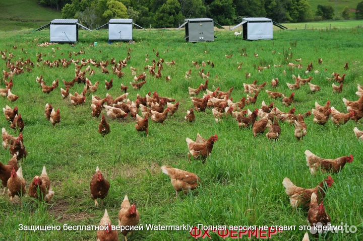 Несушки привезем в адрес