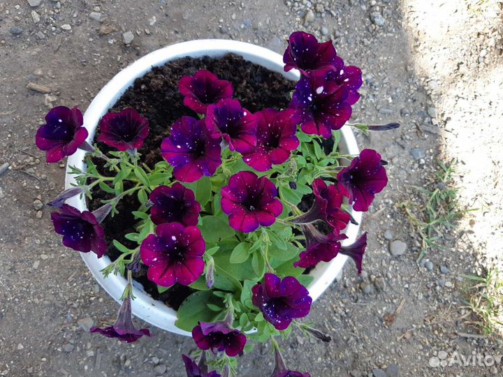 Вегетка от Елены