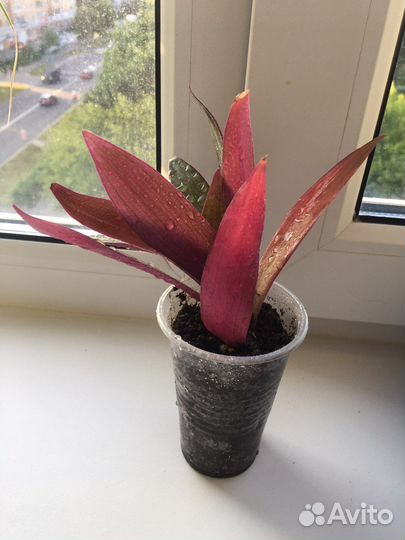 Рэо-традесканция