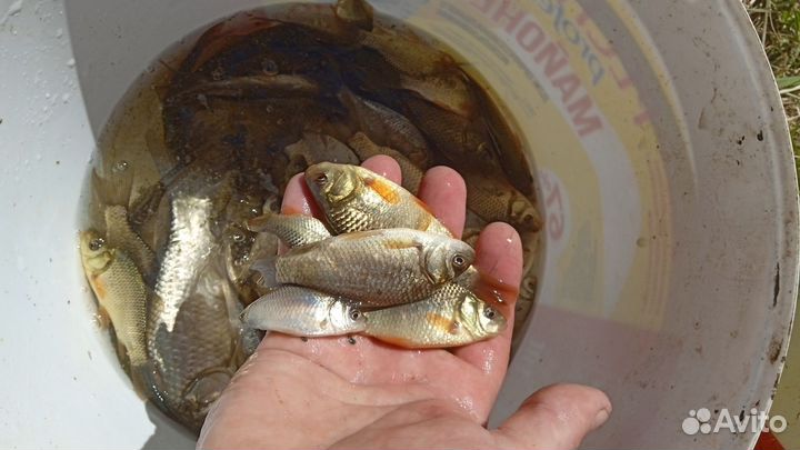 Живец для зарыбление водоёма