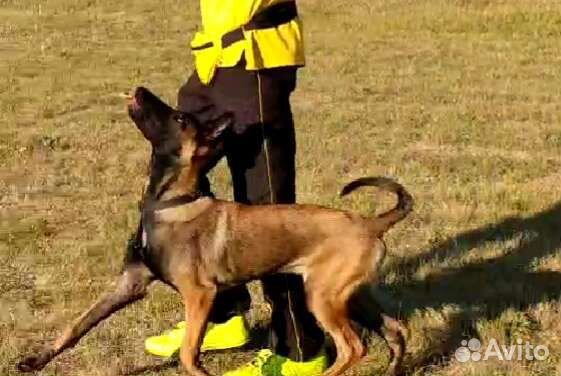 Дрессировка собак