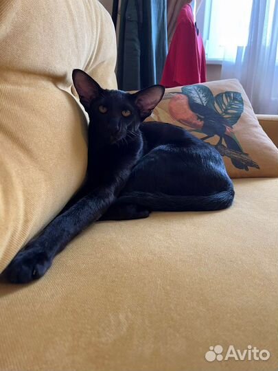 Ориентальный кот на вязку