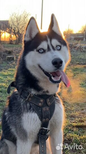 Сибирский хаски вязка