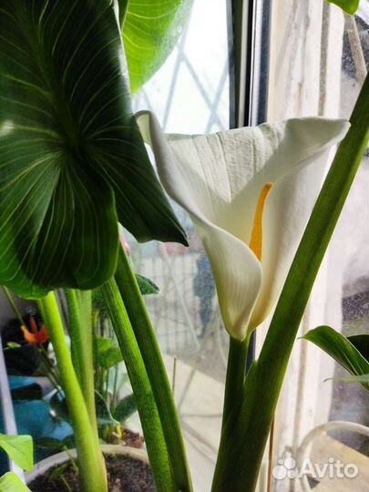 Калла эфиопская корневищная