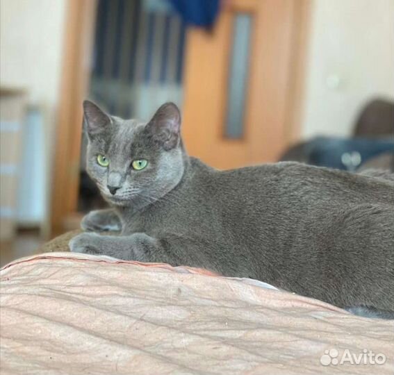 Молодая стерилизованная кошечка