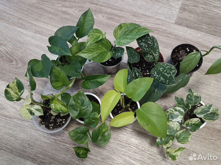 Сциндапсусы, эпипремнумы