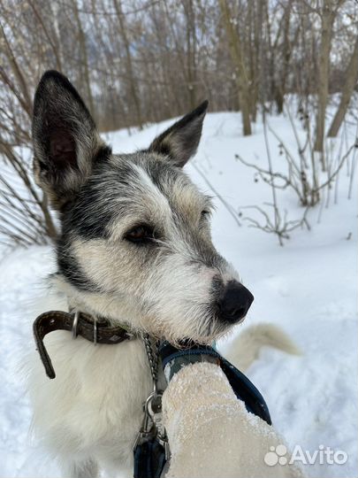 Бородач Амир стал приютским