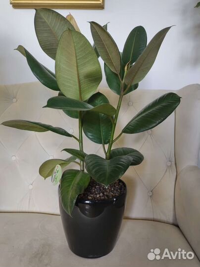 Фикус эластика в кашпо лечуза