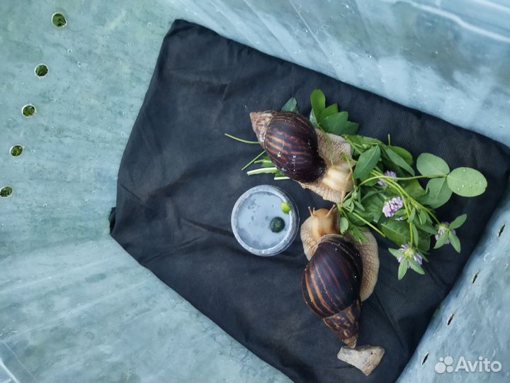 Маты в контейнер для улиток