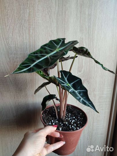 Алоказия детки