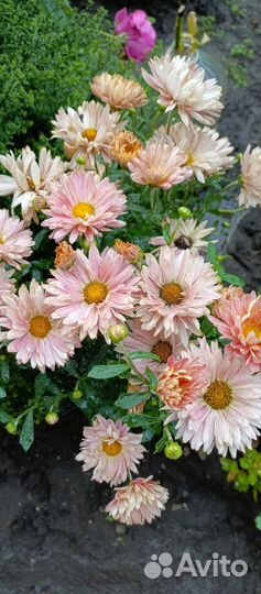 Хризантема 3 вида. Многолетние