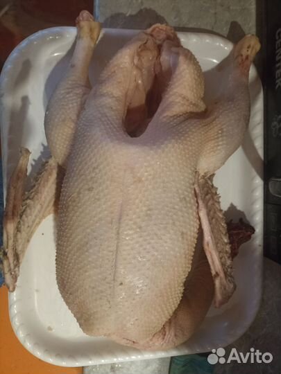 Мясо домашней индейки, Мясо гусей