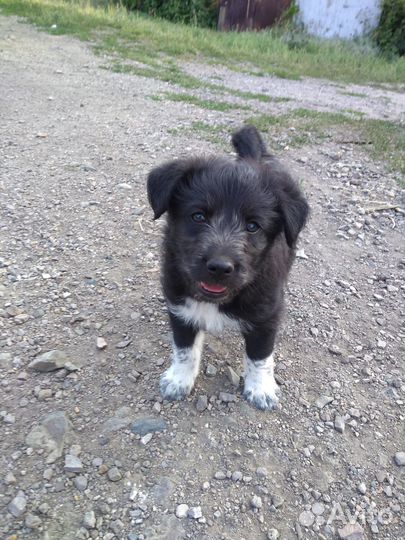 Отдам щенка в добрые руки