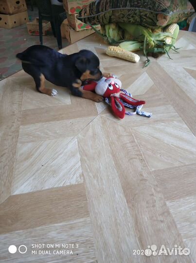 Щенки чихуахуа