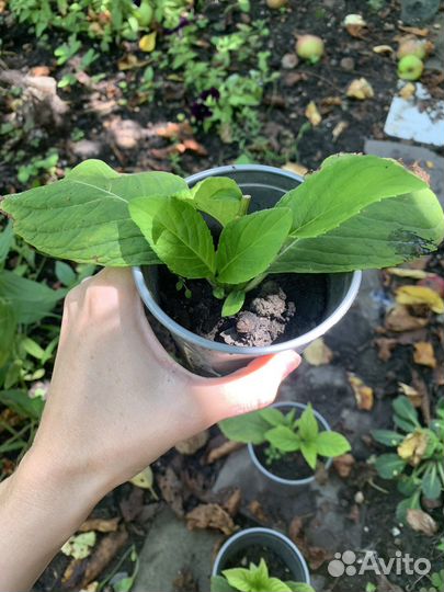 Гортензия крупнолистная черенки