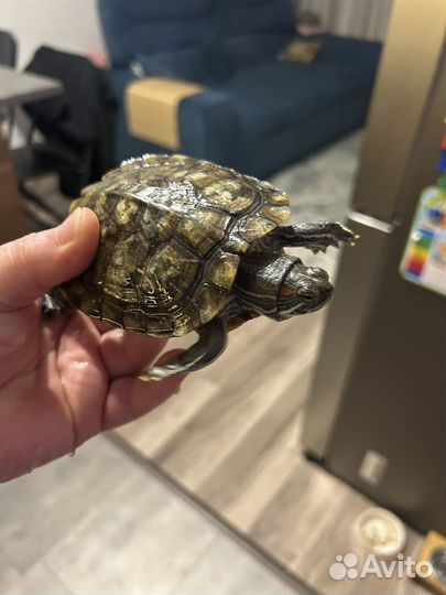 Аквариум с тумбой и черепашками